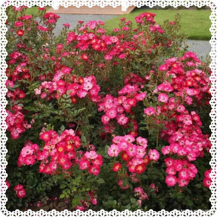 Lupo róże miniaturowe